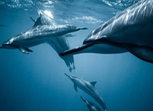 世界杯手机直播app下载-安切洛蒂：弗爵曾找我接手曼联 可惜我答应了皇马